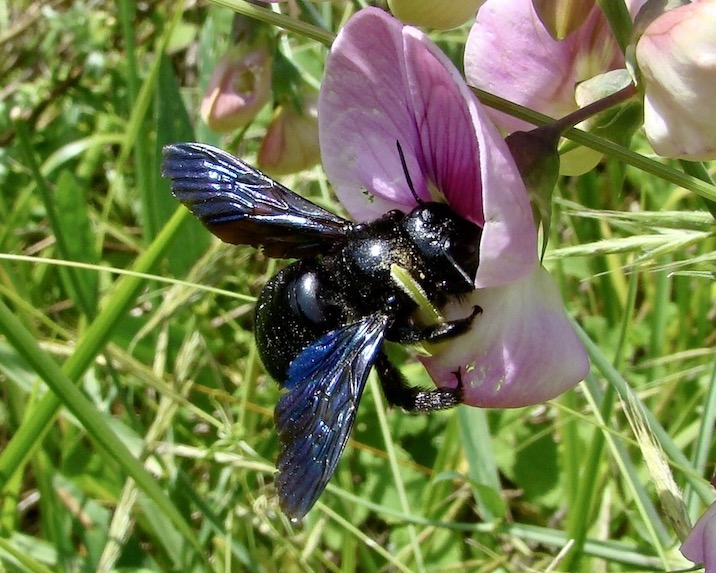 carpenter bee